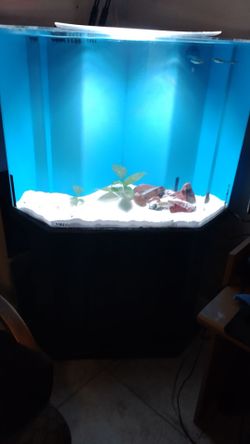 50 gallon acrylic corner fish tank.