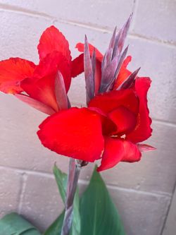 Planta canalily