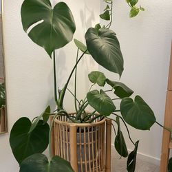 Monstera Plant 