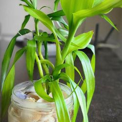 Lucky Bamboo brings in Pure Luck and Abundant Positive Vibes 