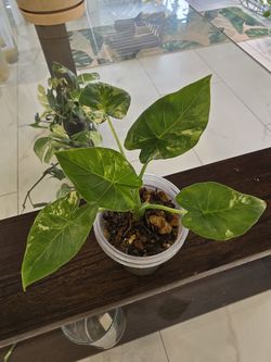 Variegated Alocasia Odora