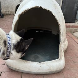 Dog House 