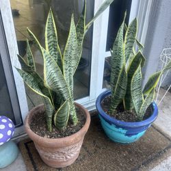 Plants for sale 30 each 