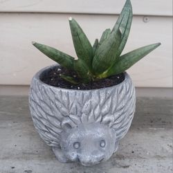 Starfish Snake Plant 🪴 