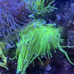 Torch Coral Decoration