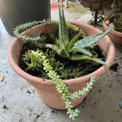 Succulent Arrangement 