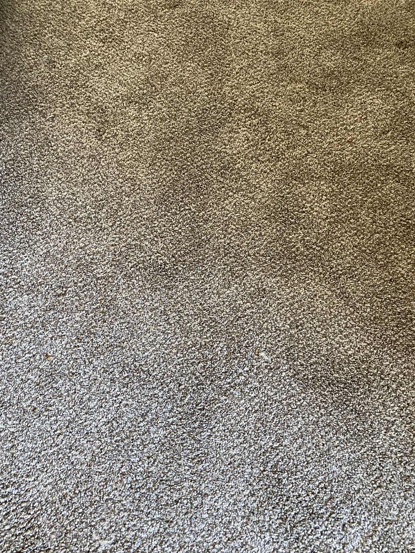 Nice  (1year old ) Carpet , Clean Lots Of Life Left 