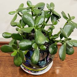 Indoor plant – Jade Plants with ceramic pot 