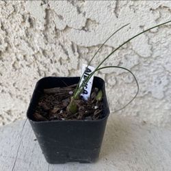 2 Inch Pot Rare Succulent Plant - Albuca Polyphylla - Augrabies Hills - Rooted & Established - Drought Resistant -🪴 Perfect Baby & Wedding Shower Fav