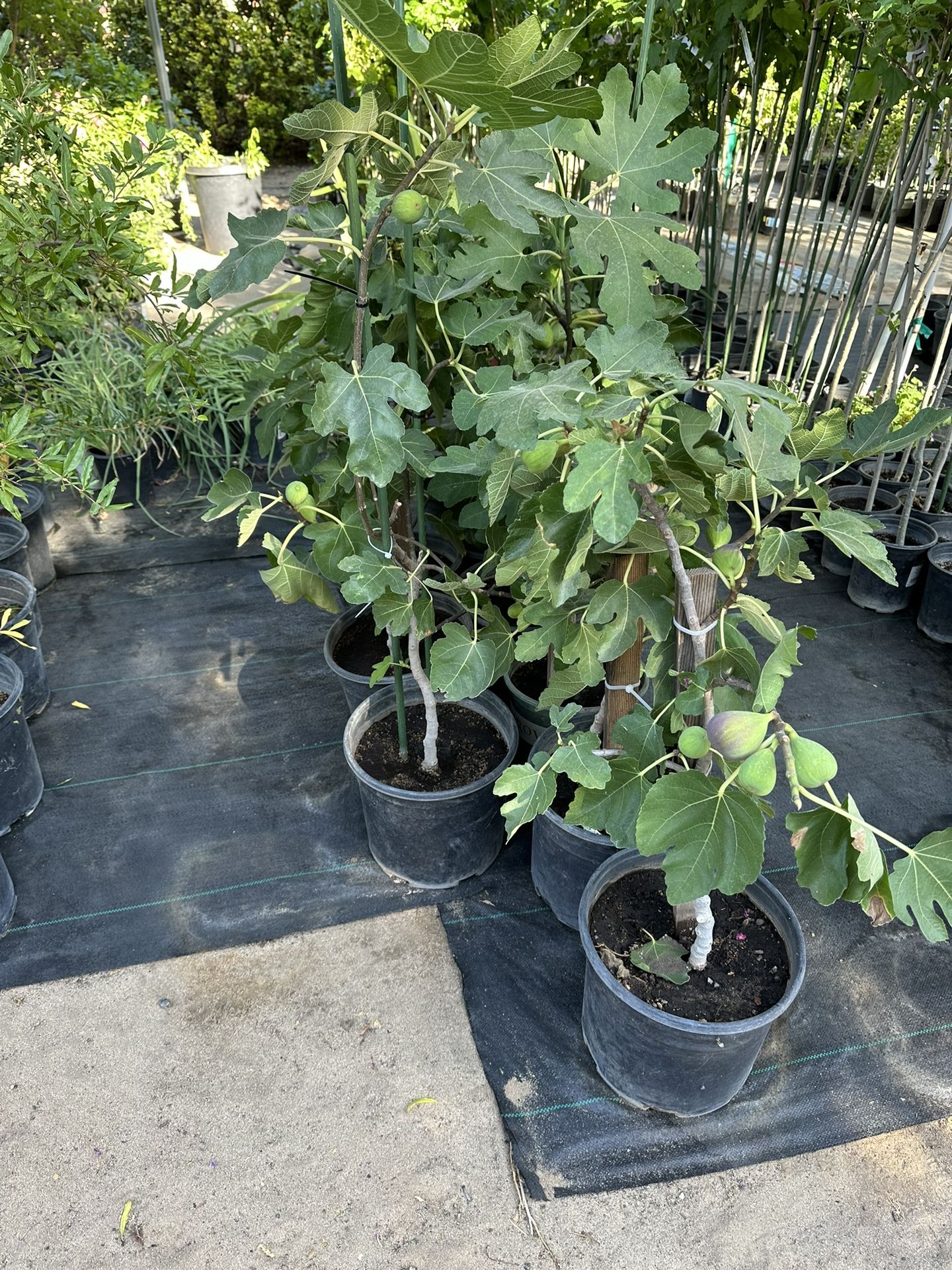 Black Fig Tree  $30.00