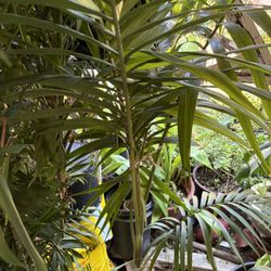 Beautiful Indoor Palm Plant