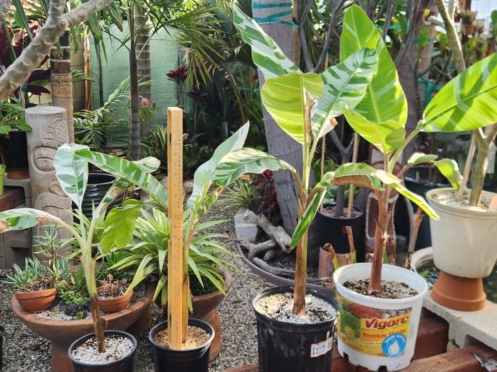 FS: Variegated Florida Musa / Banana