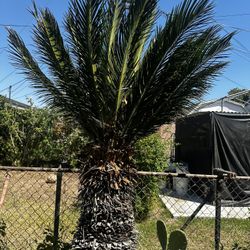 Palm Tree
