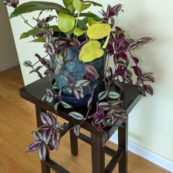 Pot with Mixed Plants 