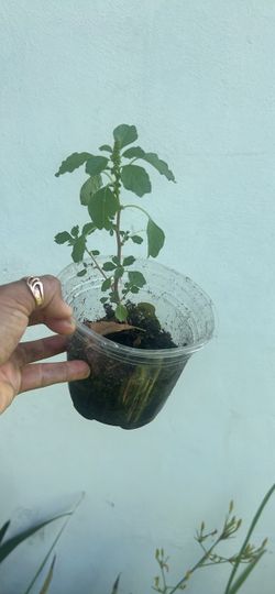 Bledo edible plant