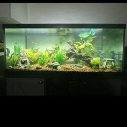 75 Gallon Tank with Stand For Sale! NO FISH! Need Gone ASAP!