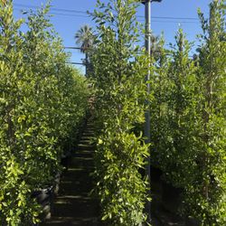 Ficus Nitida Indian Laurel Privacy Hedge 