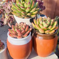 Korean Succulents In Ceramic Pot 