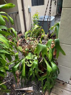 XL Stag Horn Hanging On Chain
