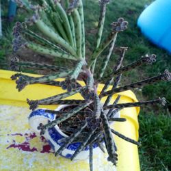 Planta
