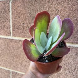 4” Flap Jack Succulent