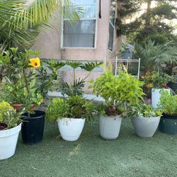 Plants 