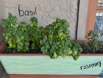 Plants for sale! Herbs and indoor plants!
