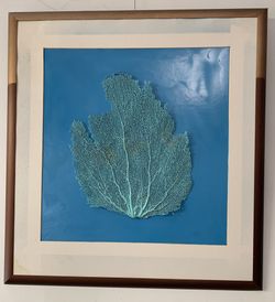 Large Sea Fan Pictures