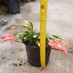 Zygo "Christmas" Cacti, Live 