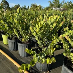 Red Tip Cocoplum Plants