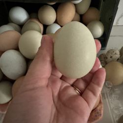 Chicken And Quail Eggs