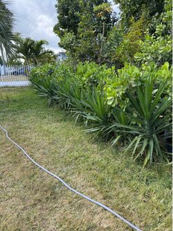 Clusias 4-5 Ft  7 galones