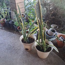 Plants Lengua De Suegra