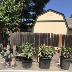 Succulent jade plants for sale $20 for 4 0r $8 each
