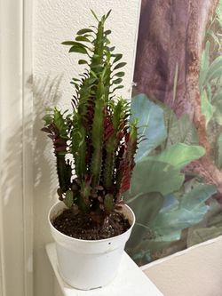 ♥️Euphorbia Royal Red Lucky PLANT❤️PLS READ DESCRIPTION