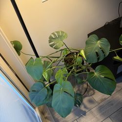 Monstera in Pot with Stand