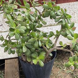Plant