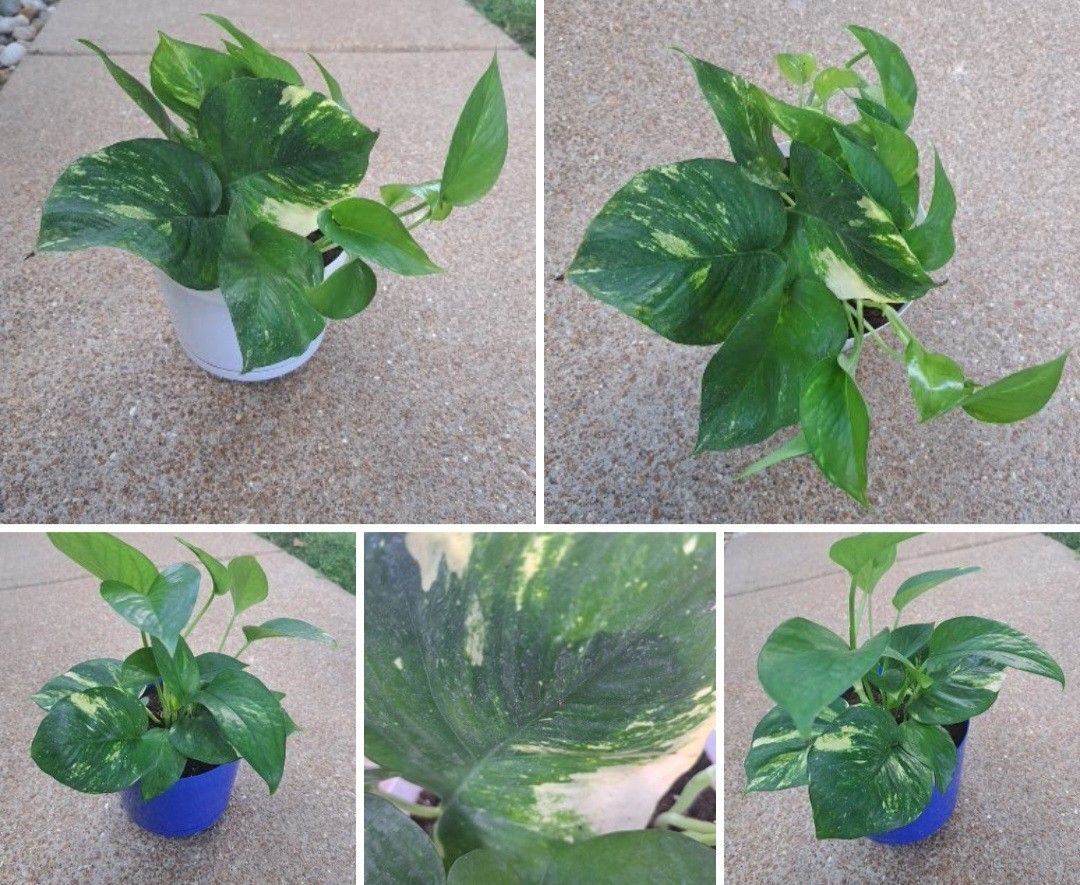 Pothos House Plants $13-$14 Each Pot