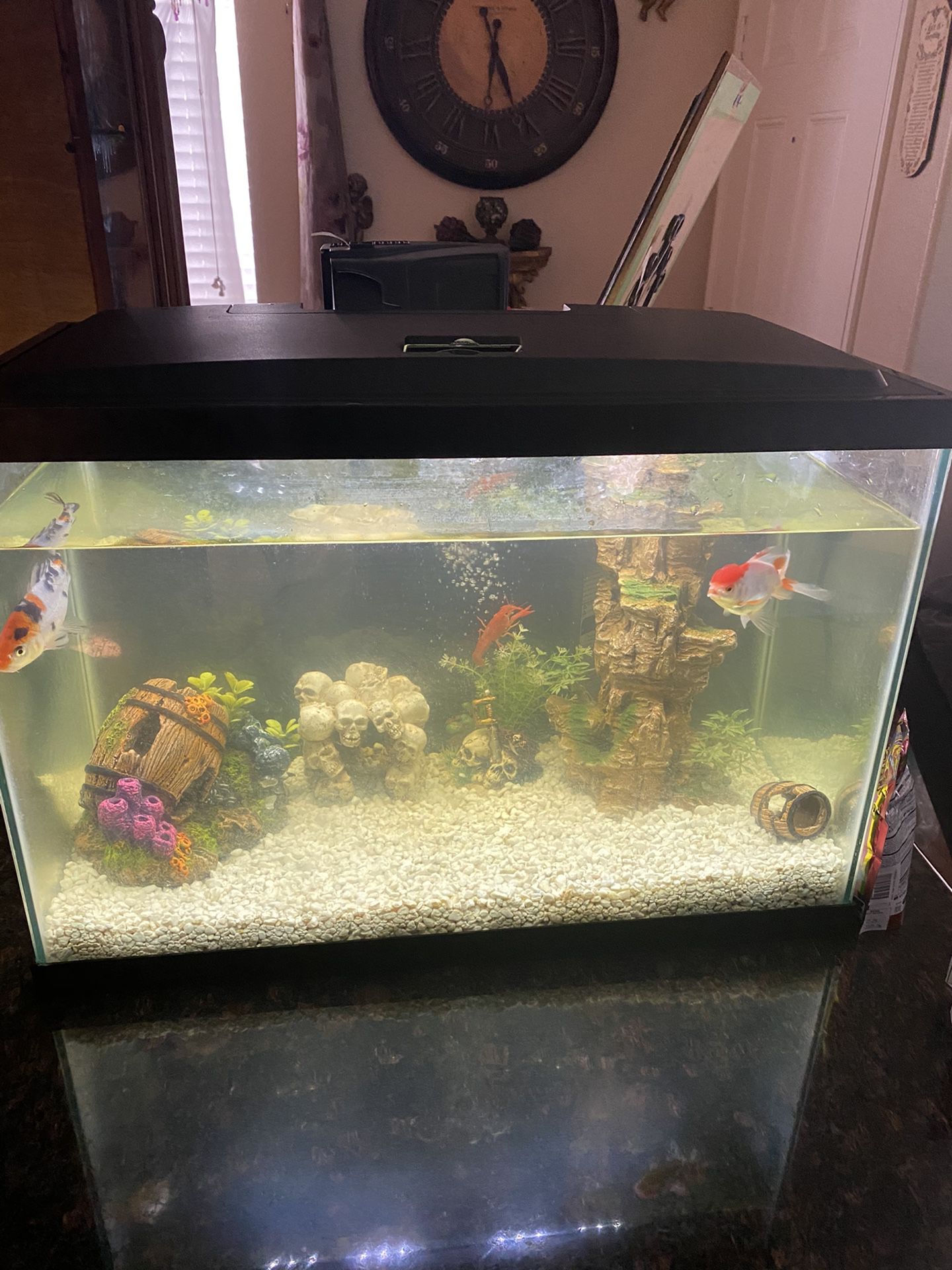 *** aquarium completely ready with two Koi Fishes and two Lobsters***