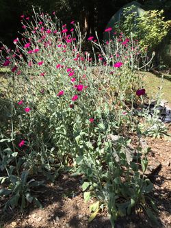 Rose Campion- Flowering Garden Self Seeding Plant.       Five Bare Root Plants For $5