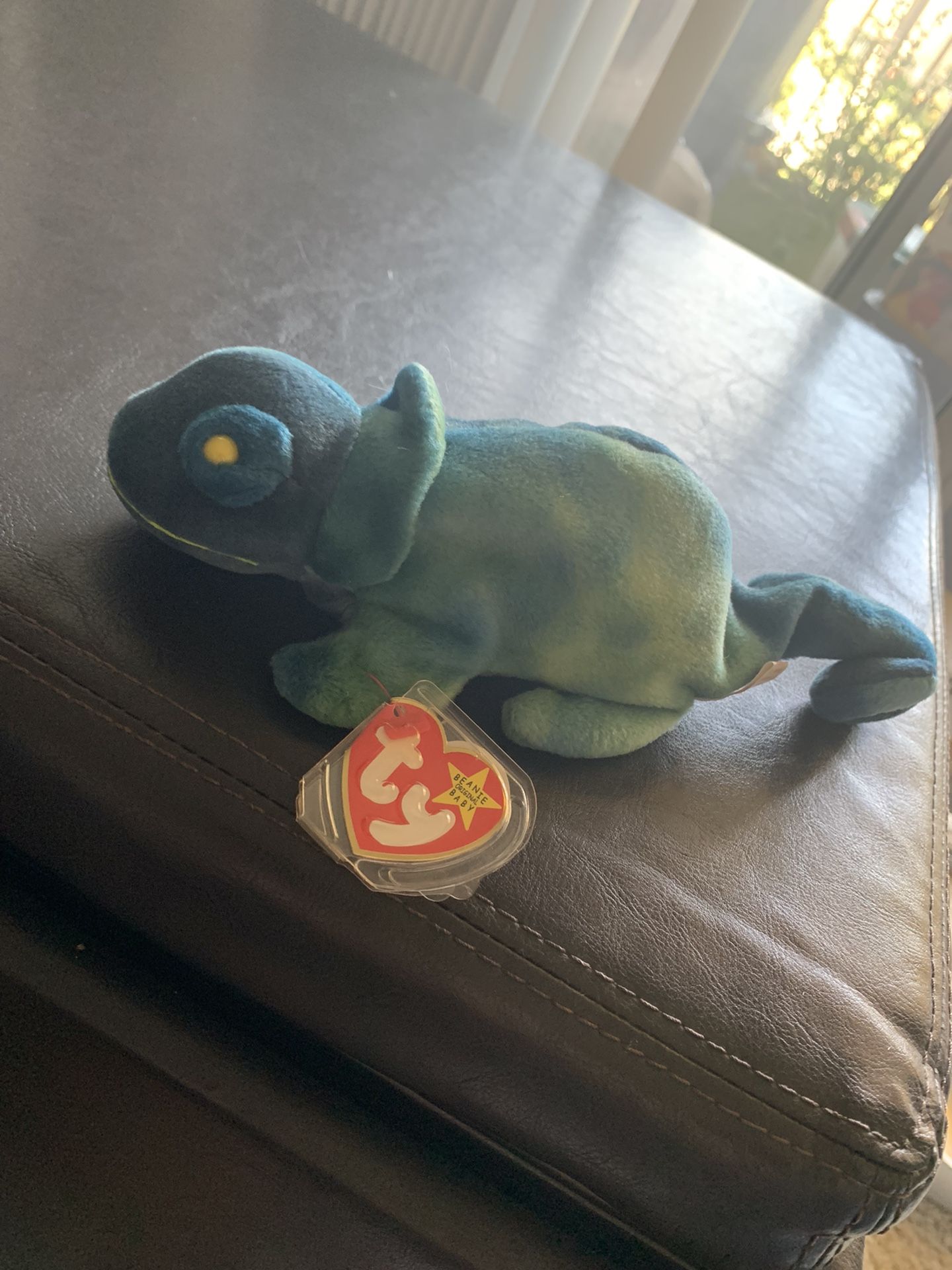 Rainbow the chameleon