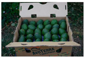 Home grown Hass Avocados