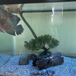 75 Gallon Fish Tank