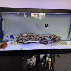 75 Gallon Saltwater Tank
