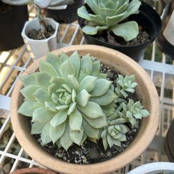 Succulent Plants For Sale
