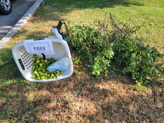 Free mexican limes