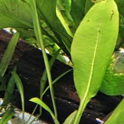 AQUARIUM Discus Tank