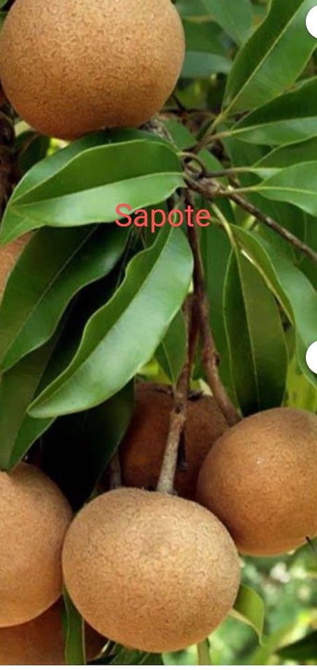 Self Pollinate Sapote