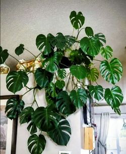 Lush Trailing Monstera Deliciousa Split Leaf Plant/ Indoor Plant/ House Plant Flower Patio Garden