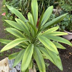 Dracaena 